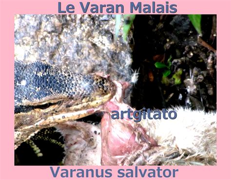 Les reptiles du désert : LE VARAN MALAIS - Varanus salvator • ARTGITATO