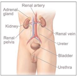 Kidney cancer is a cancer that starts in the kidneys. Kidney Cancer