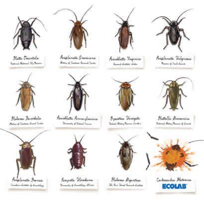 Pests are small organisms that are notorious for destroying crops, food, causing diseases, and attacking livestock. roaches - Google Search | Pest control, Roach control ...