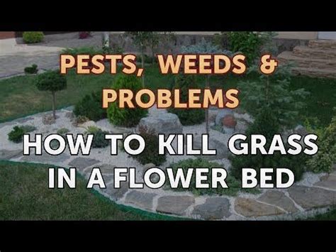 Maybe you would like to learn more about one of these? How to Kill Grass in a Flower Bed - YouTube