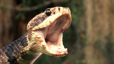 Cottonmouth mouth snake venomous fangs reptile stamp white coiled. Florida's Venomous Snakes 02/10 - Water Moccasin or ...