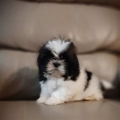 Only guaranteed quality, healthy puppies. Shih Tzu Puppies for sale near Citrus County, FL, USA ...