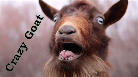 What a mighty specimen is the goat! Crazy Goat или Бешенная Коза - YouTube