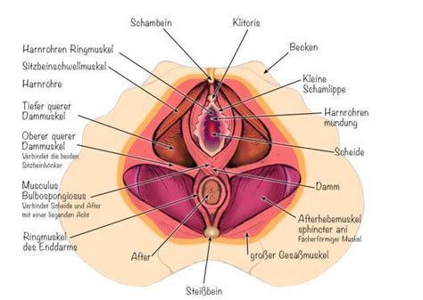 Der muskelschlauch hat viele funktionen. Von Innen nach Außen | Anatomie lernen, Anatomie frau ...