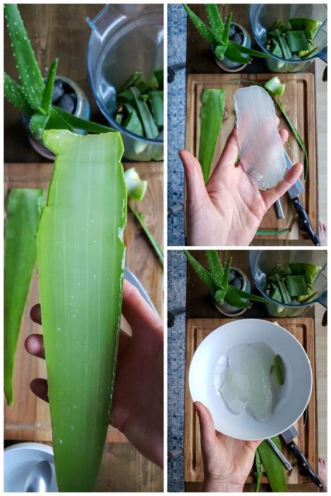 Perhaps you have a friend with pups you can propagate. How to Grow & Use Aloe Vera: In the Garden & Beyond | Aloe ...