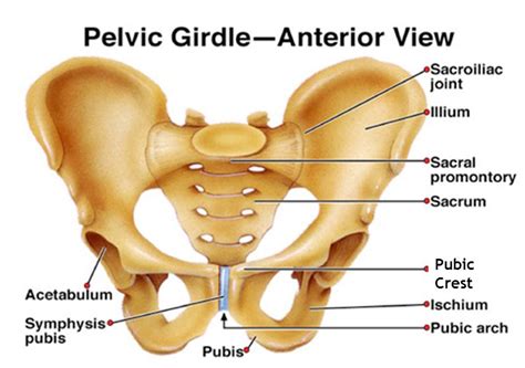 Choose from 500 different sets of flashcards about pelvic anatomy on quizlet. Anatomy of the Bony Pelvis - Nurse Practitioner 548 with Rutherford at University of Illinois ...