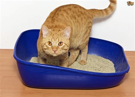 Fed up with neighbourhood cats fouling your flower beds. Why won't my cat use their litter tray? | Pets4Homes