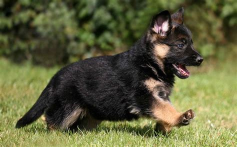 But how much does the german shepherd cost? German Shepherd Dog Cost | PETSIDI