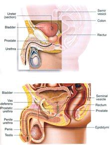 Jelqing a natural way to achieving a bigger and harder penis. Penis Enlargement Methods - Natural Penis Enlargement ...