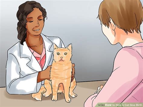 Cat giving birth cat gives birth to 6 kittens bored hq. How to Help a Cat Give Birth (with Pictures) - wikiHow Pet