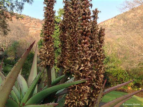 The leaves are adorned with white to. Aloe ferox - PLANTBOOK