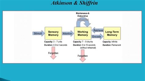 Sensory memory, short term memory and long term memory. Stage model of memory - YouTube