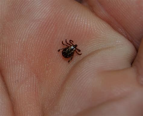 American dog ticks have similar life cycles as the deer tick. Craigspics: Those Annoying Ticks