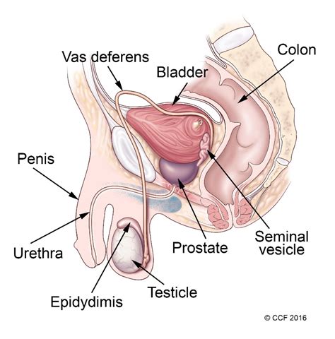 Testes, epididymides, different ducts (vas deference), spermatic cords, seminal vesicles, ejaculatory duct, a prostate gland, a penis. 6. Normal Sexual Function - SA-PCCOC