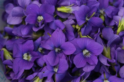 You need to break off the lower leaves in the crown of violets, they take the extra nutrients from the soil. Violet's Edible and Medicinal Uses | Chestnut School of ...