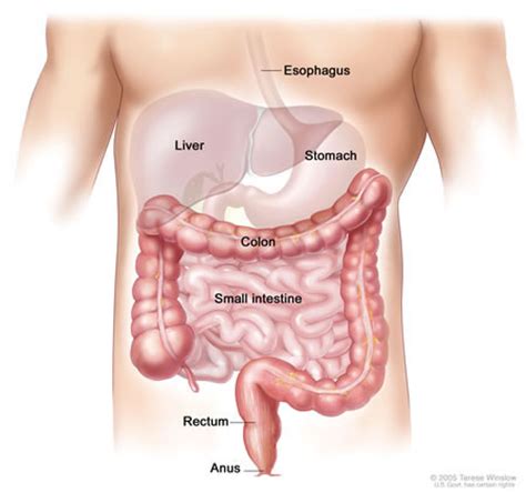 Thrombosed hemorrhoids occur when either an internal or external hemorrhoid fills with blood clots. External Hemorrhoids Treatment & Removal Los Angeles | HSurgeonMD