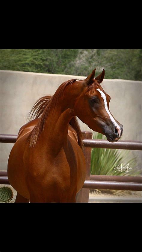 Another common misconception about the arabian horse is his ability to survive long periods without either feed or water. Classic Chestnut BEAUTY Arabian | Beautiful arabian horses ...