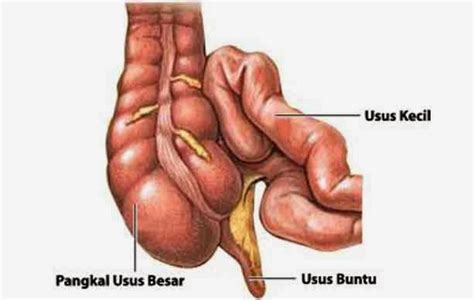 Maybe you would like to learn more about one of these? JURNAL USUS BUNTU PDF