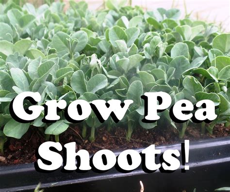 Grow Pea Shoots : 7 Steps (with Pictures) - Instructables