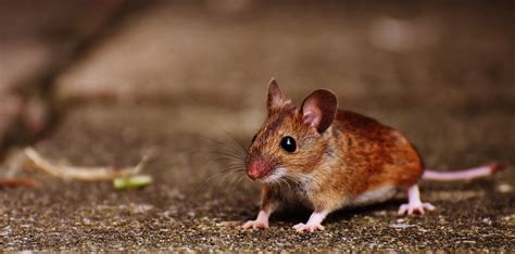 They cause damage by gnawing woodwork, water pipes and electric cables (which can cause house fires). How to Get Rid of Mice Easily & Quickly by Erdye's Pest ...