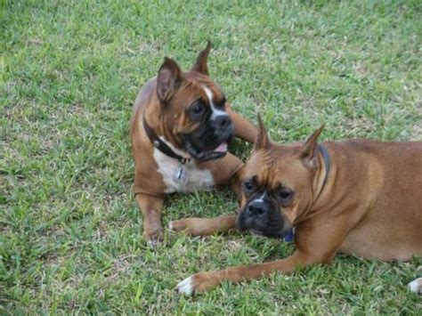Some very flashly all have white markings. AKC BOXER PUPPIES for Sale in Okeechobee, Florida ...