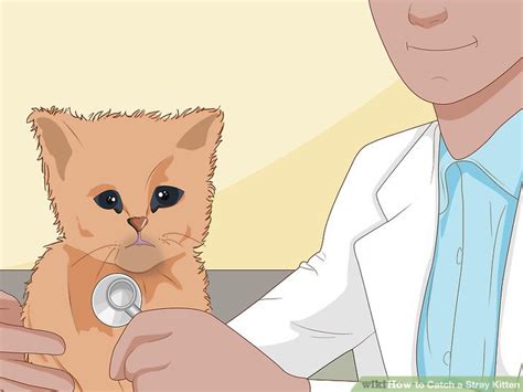 The following points explains ways to get rid of cats in an easy and friendly manner after catching them, have the cats spayed or neutered. 3 Ways to Catch a Stray Kitten - wikiHow