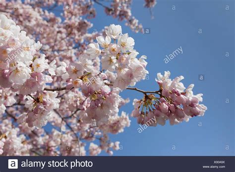 Zusätzlich hilft ein hausmittel gegen bakterien, durch welche der pilz erst eintritt in pflanze erlangte. 25 HQ Images Wann Blüht Kirschbaum - Roter Rosa ...