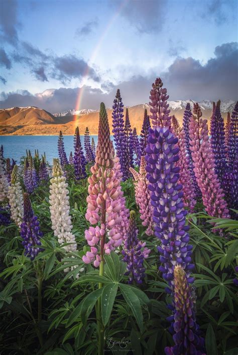 Fresh flowers delivered by local florists. Lupine Fields | Lake Pukaki, New Zealand in 2020 | Lupine ...