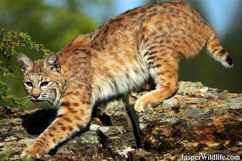 They have long legs, large paws, and tufted ears similar to those of their larger relative, the canada lynx. Bobcat - Jasper Wildlife Tours