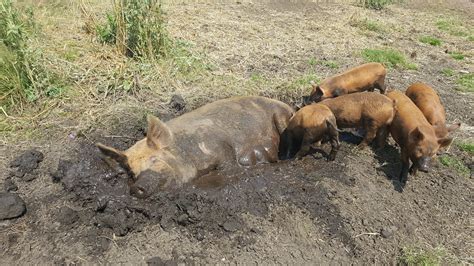 Whatever the case we bred that particular pair of tamworth five times and every time she had one and only one that looked like that. Why Tamworth Pigs? - Axe Edge Green Farm