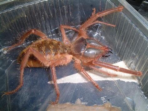 There are over 1,000 species of camel spider. Amazing Animals Pictures: The "Fake Spiders" The Solifuges ...