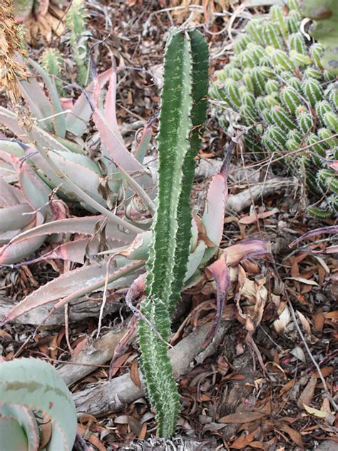 An easter cactus, which is native to south america where it grows in trees, will bloom in springtime with tiny above: Lg. Euphorbia Trigona Green Monstrose Cactus ...