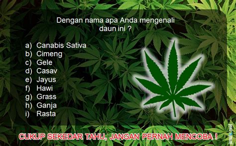 Istilah lain untuk ganja adalah marijuana, tampee, pot, weed, dope atau green stuff (slang bahasa inggris), cimeng atau gele (slang bahasa indonesia). Waspadai 'Rebranding' Jenis-jenis Narkoba | Jurnal Rosid