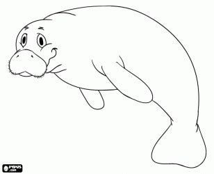 Free printable realistic manatee coloring page in vector format, easy to print from any device and automatically fit any paper size. A manatee, a peaceful herbivorous marine mammal coloring ...