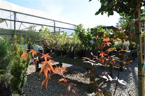 Sunny hollow 2012 plant sale catalog chinese lantern 2.5x2.5 single pot $1.50. Plant centre shrubs - Hollow Trees