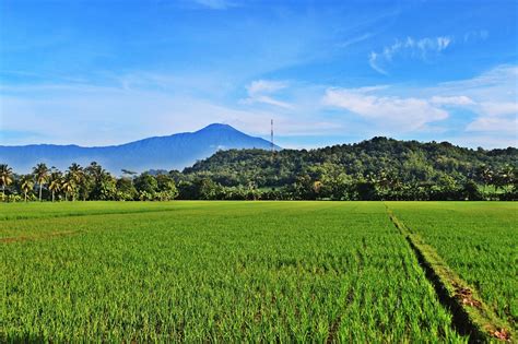 Check spelling or type a new query. 34+ Top Gambar Ilustrasi Pemandangan Sawah Dan Gunung Terlengkap | Dewalucu212