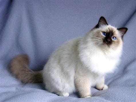 Snowshoe - Information, Health, Pictures & Training Pet Paw