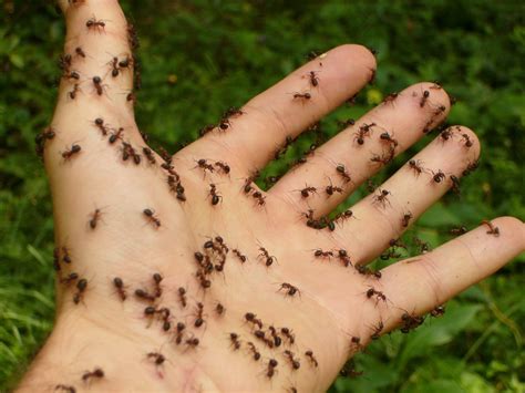 Ants also invade restaurants, hospitals, offices regularly inspecting your home for ants or ant entry points is an important part of an ipm program. how to do pest control at home by yourself - pest control ...