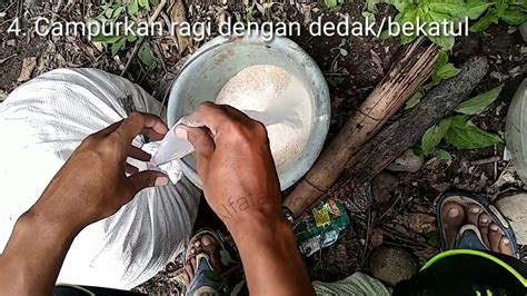 Bawang putih halus, jahe halus, dan bawang bombai ditumis sampai layu dan. Cara budidaya jamur bonggol/tongkol jagung dengan bahan ...