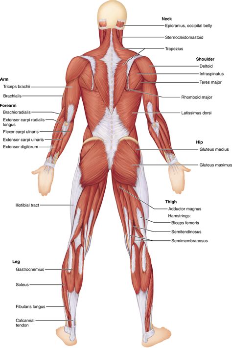 Located immediately below the skin) muscles of the body. Identification of Human Muscles | Body muscle anatomy ...