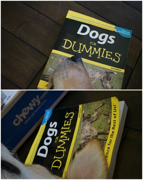 Go into an open area with your puppy and have the leader tell the players when they can start to wiggle and dance! Dog Owner's Reference Book: Dogs for Dummies #ChewyInfluencer