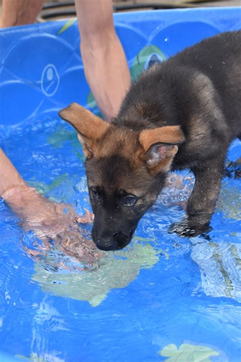 The key is to be patient and give those ears time to develop on their own before stepping in. AKC Champion Bloodline Sable German Shepherd Puppies