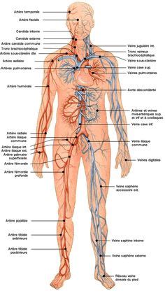 Poster das lymphsystem des menschen gelamineerd. Blutkreislauf des Menschen (Illustration ...