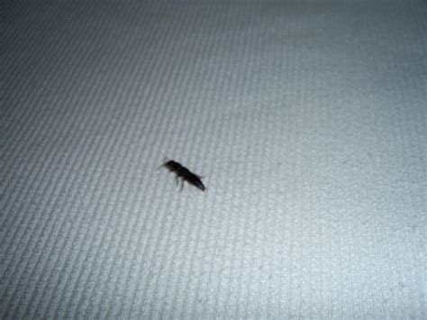 Hilfe insekt im bett tiere insekten kafer. Bild "Ungeziefer im Bett" zu Hotel Miramare Park in Ixia