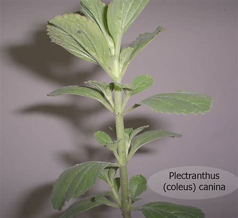 We did not find results for: How Do I Keep Cats Away From My Yard and Off My Property ...