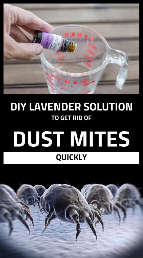 Asthma, eczema and allergic rhinitis are the three main allergic diseases where the getting rid of dust mites entirely is not a realistic goal. Pin by Kseniyatarasova on Clean Everything | Cleaning ...