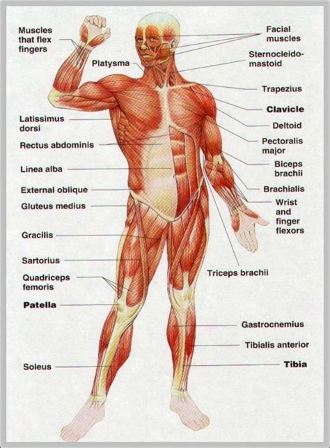 Chart for doctors and nurses. muscle diagram | Anatomy System - Human Body Anatomy ...