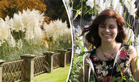 Passionate homemade with internal cumshot. Pampas grass plunge in sales after being linked to ...