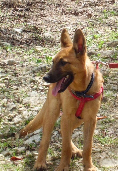 Check spelling or type a new query. Is Our Dog a Pure Bred Belgian Malinois? | ThriftyFun