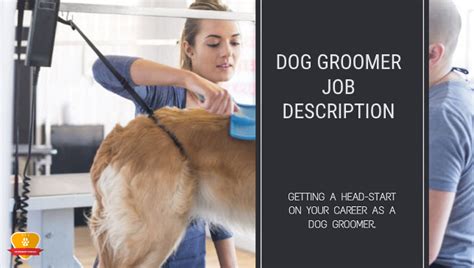 Veterinary assistants provide basic healthcare treatment to pets and other nonfarm animals under the supervision of the veterinarians. Dog Groomer Job Description: What Is Dog Grooming?